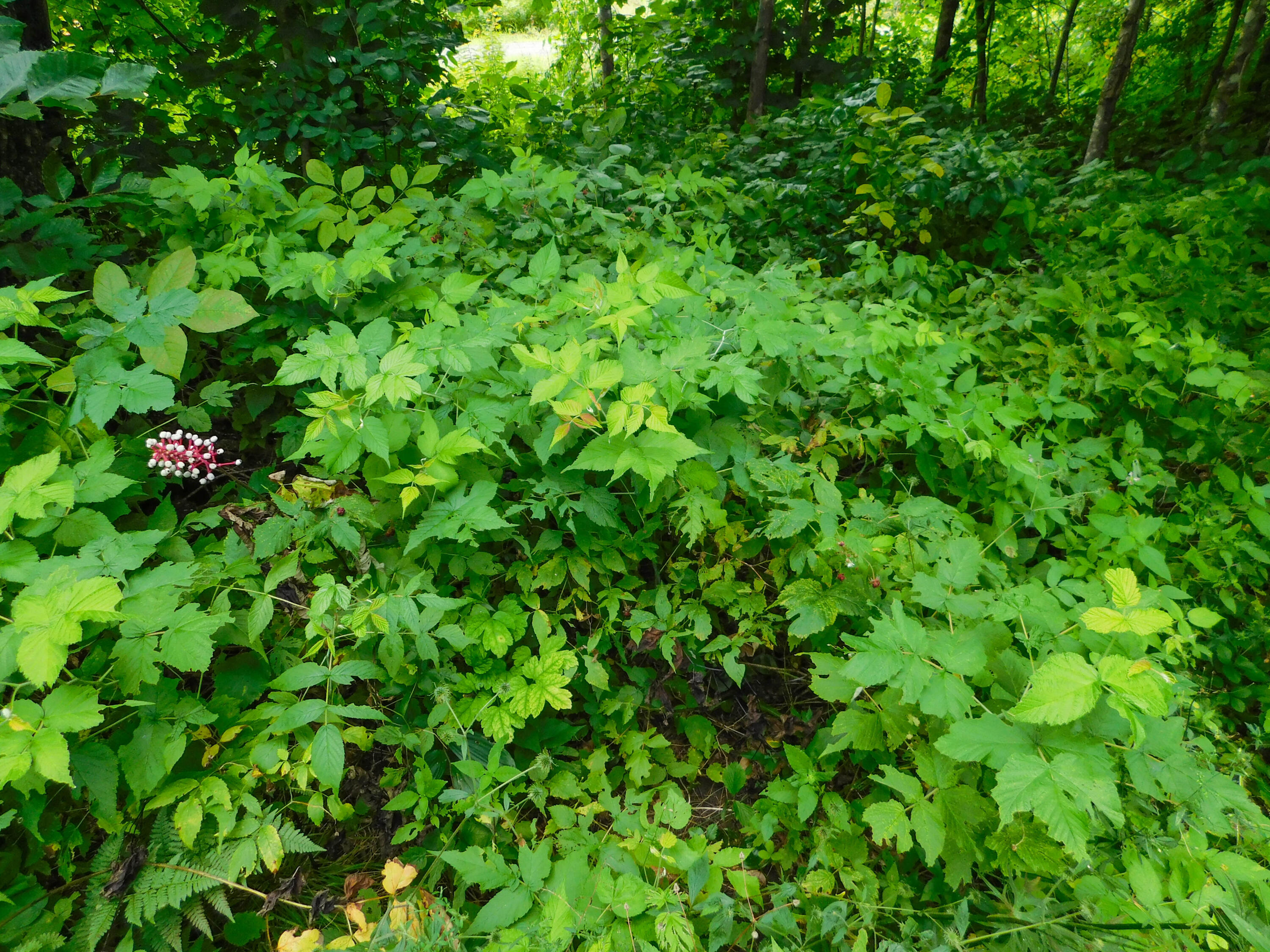 46 Cuddy Road Cambridge, ME 04923 - Photo 25 of 38 Yard