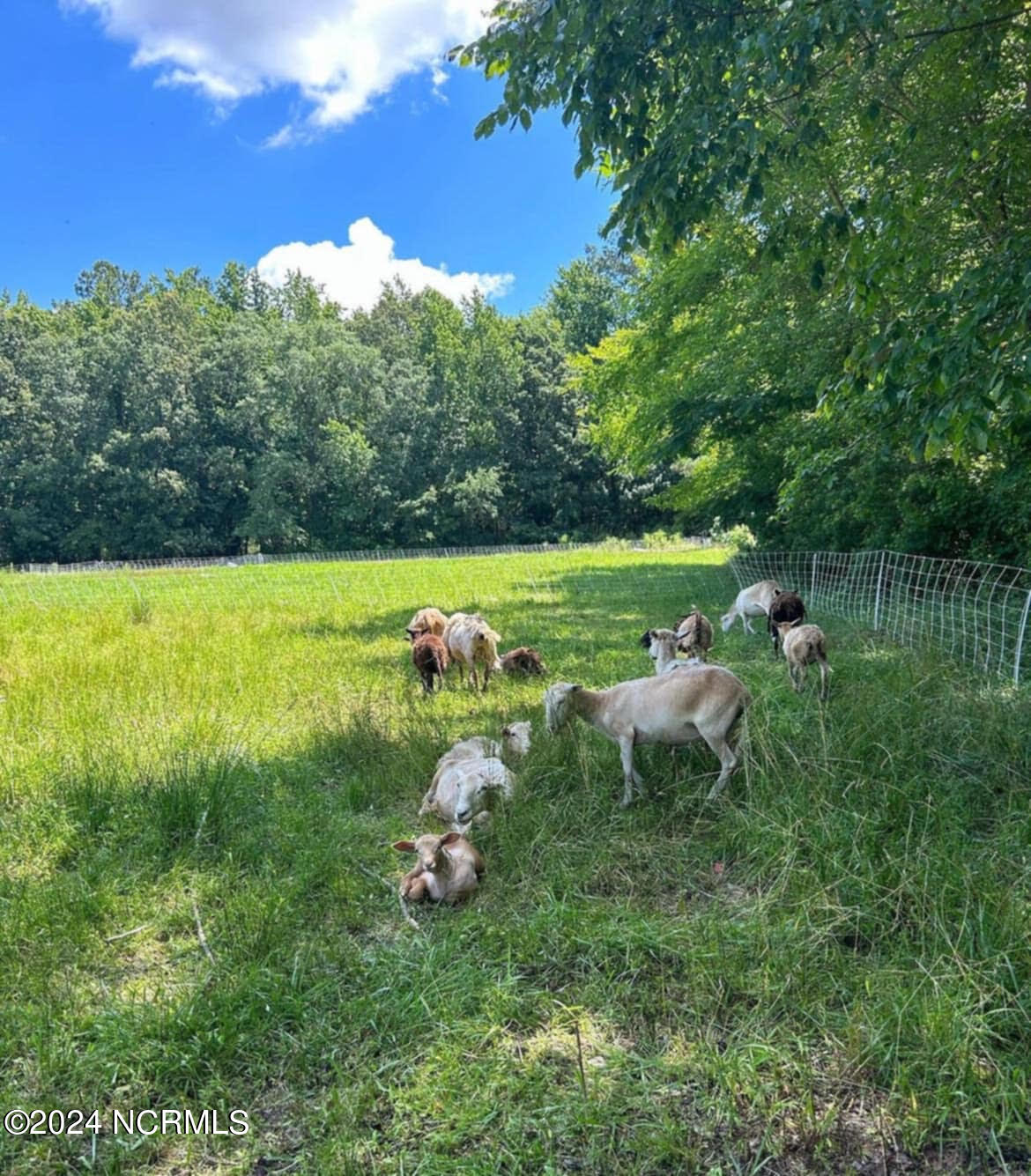 165 Clayhill Road Gates, NC 27937 - Photo 35 of 36 Livestock 4