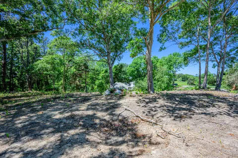 a view of a forest with trees in the background