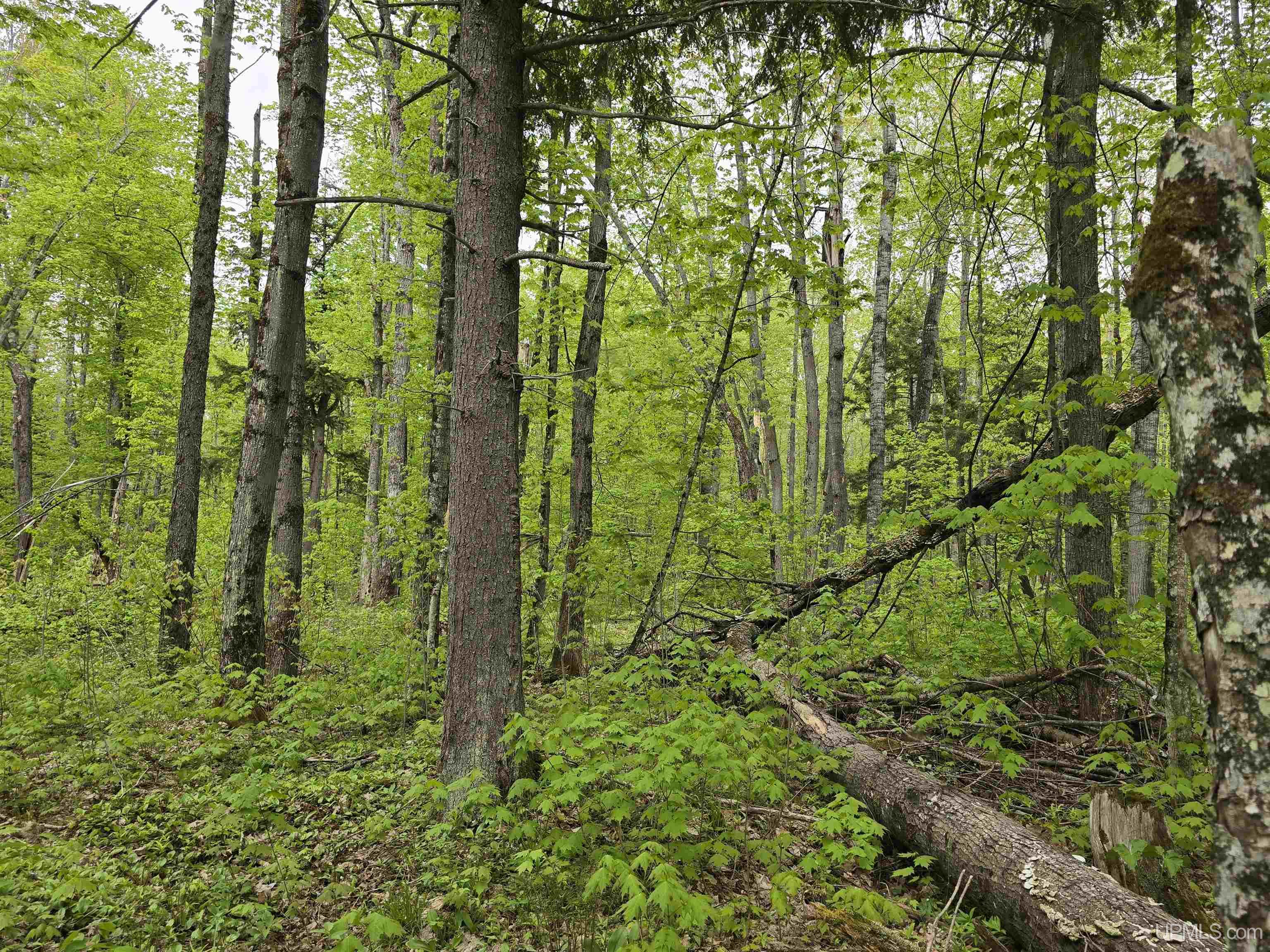Lot 37 Yellow Road Pelkie, MI 49958 - Photo 7 of 34