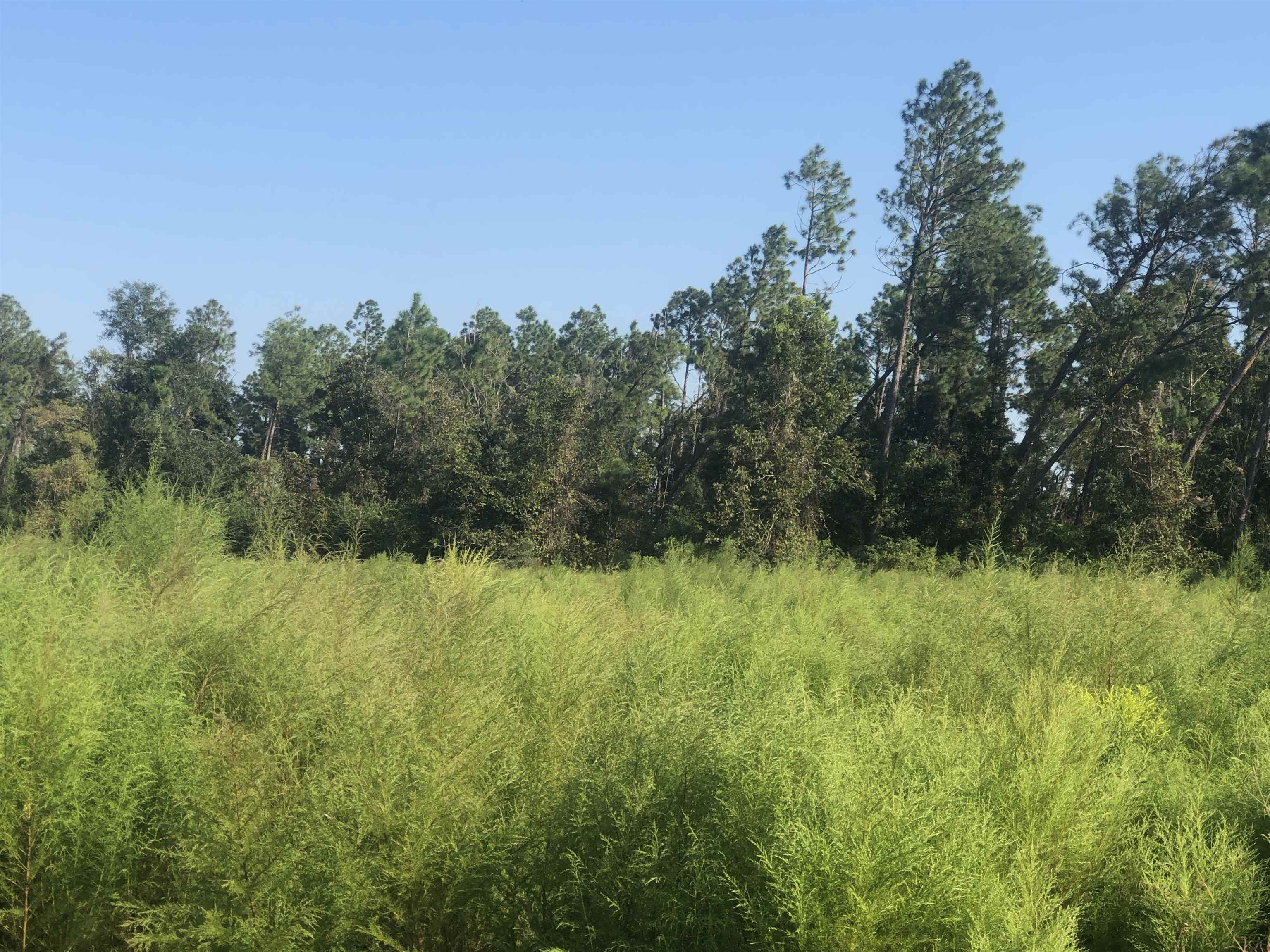 95 County Road Elberta, AL 36530 - Photo 4 of 6
