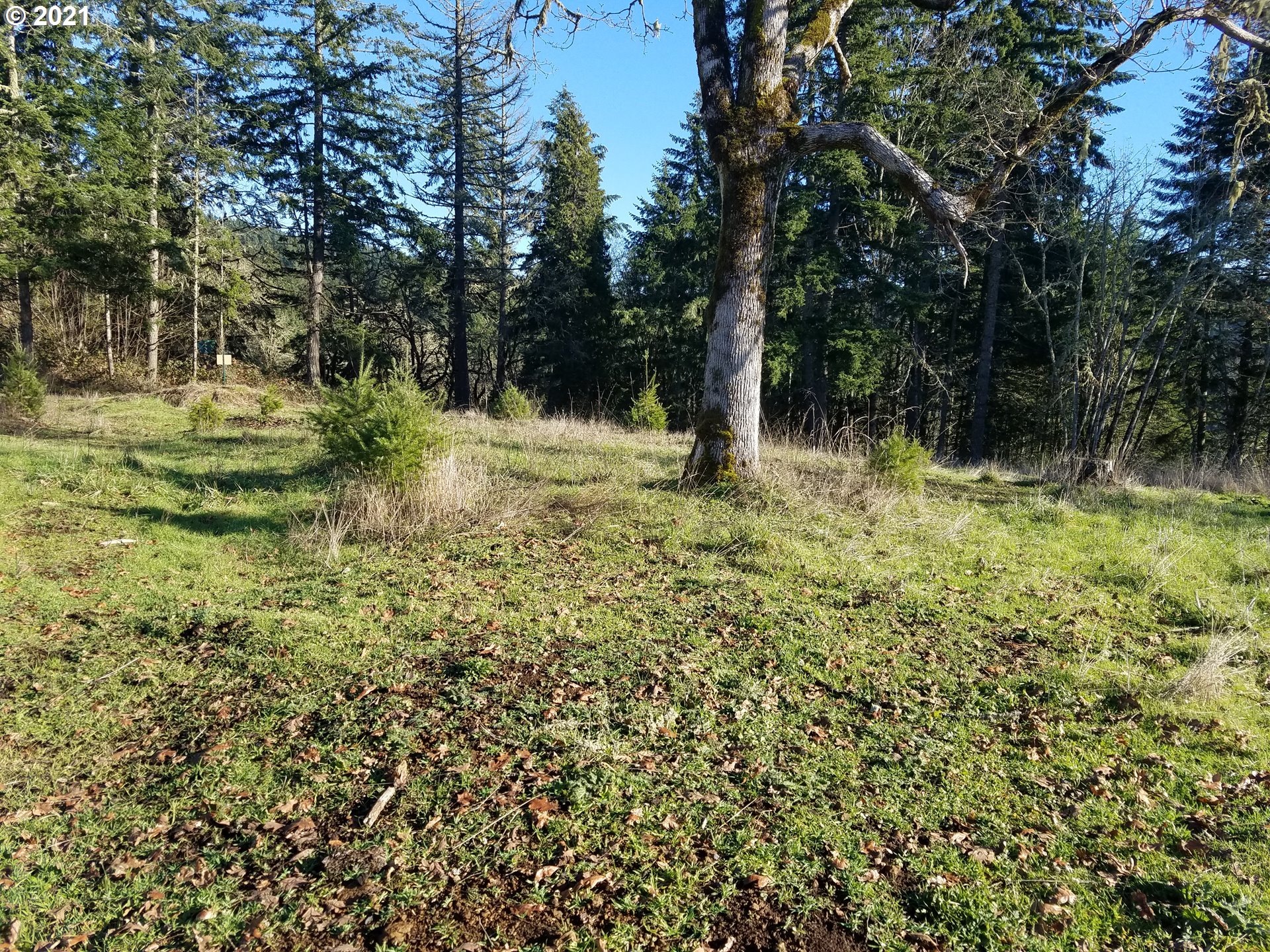 5 R R R.R. Baker Road Springfield, OR 97478 - Photo 2 of 29 a big yard with lots of green space and trees