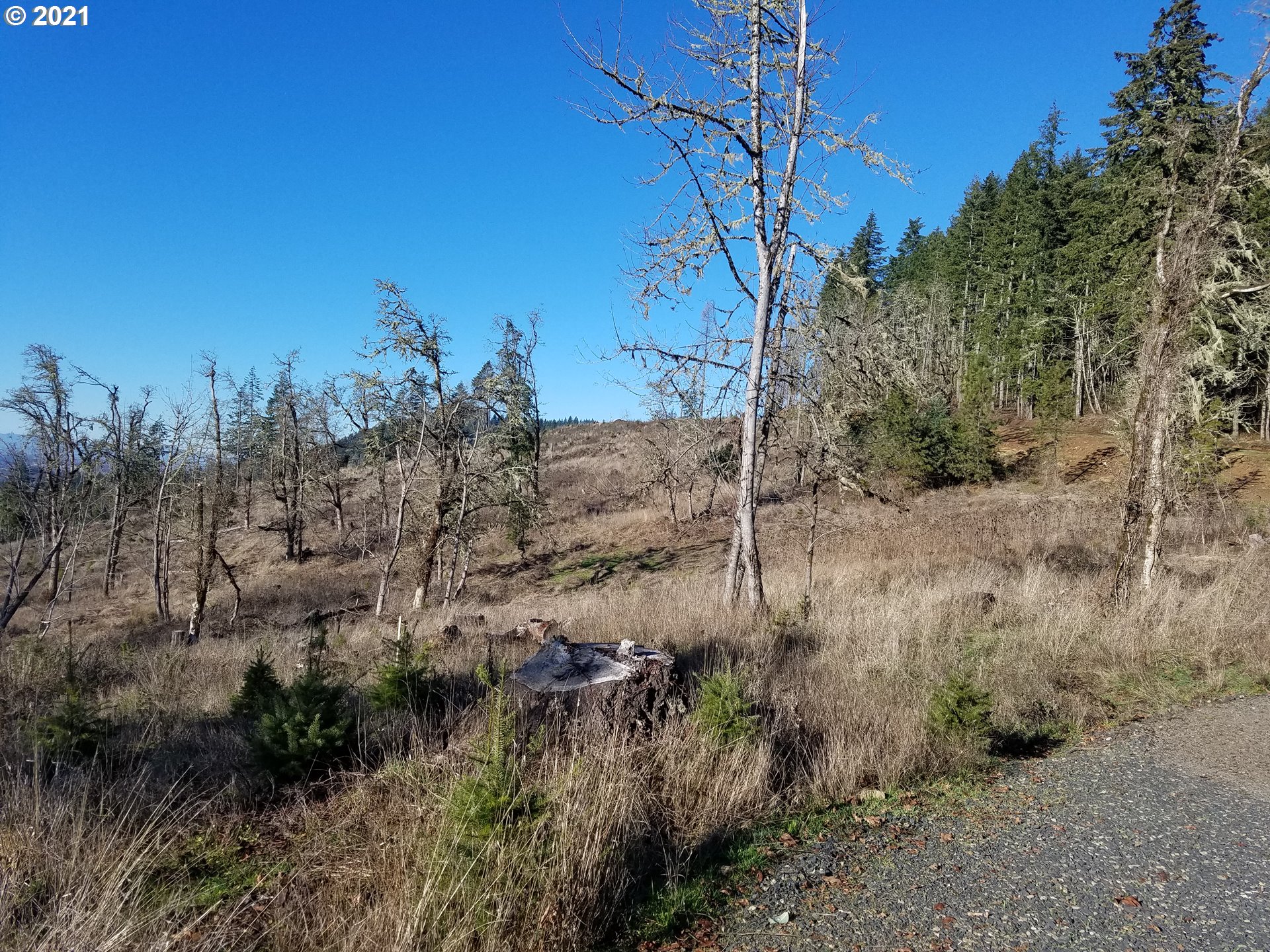 5 R R R.R. Baker Road Springfield, OR 97478 - Photo 13 of 29 a view of a yard with a tree