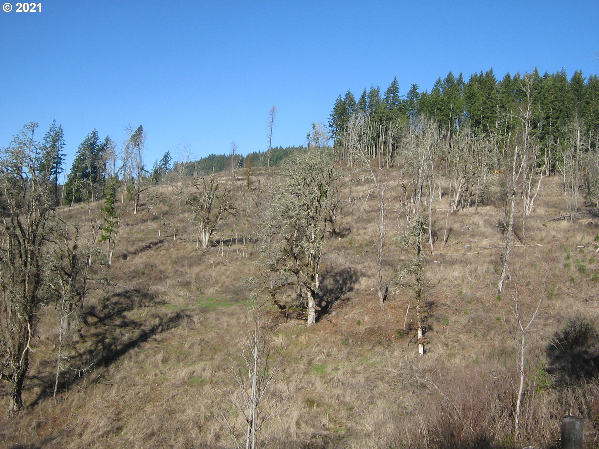 5 R R R.R. Baker Road Springfield, OR 97478 - Photo 17 of 29 a view of a dry yard with trees in the background