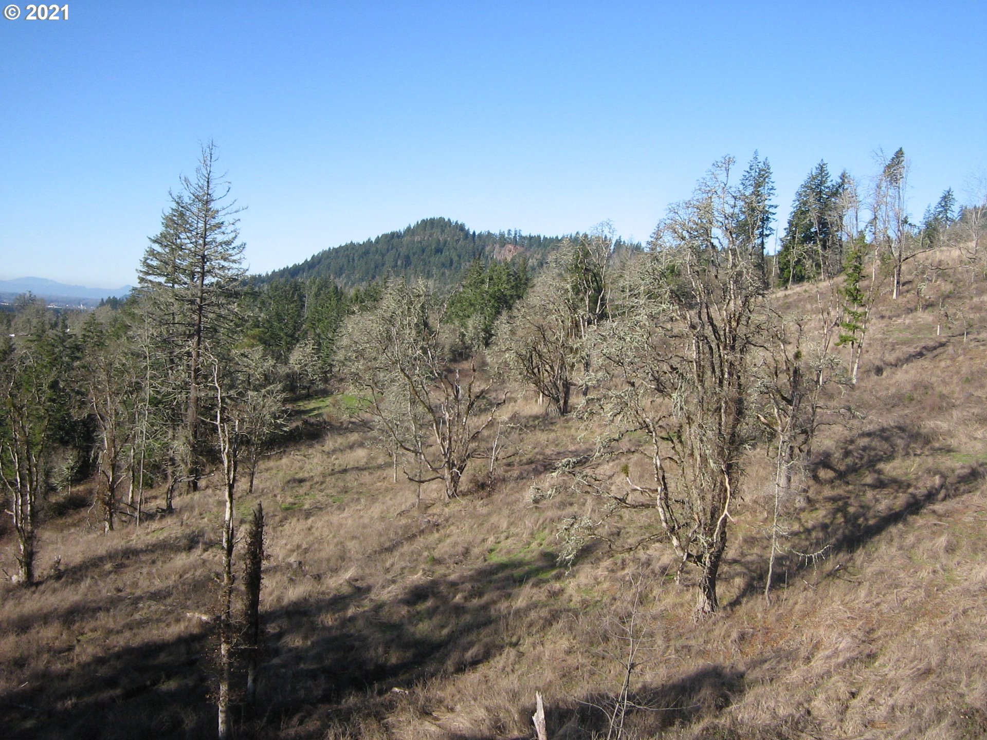 5 R R R.R. Baker Road Springfield, OR 97478 - Photo 18 of 29 a view of a dry yard with trees in the background