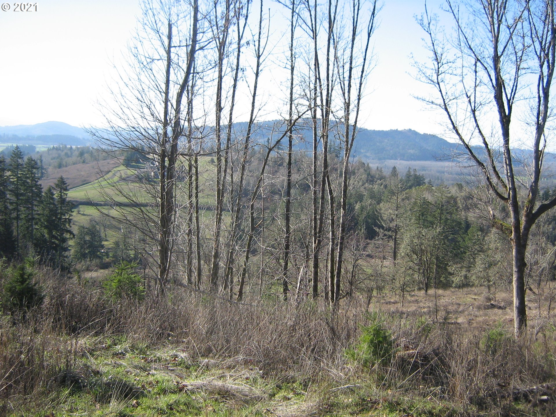 5 R R R.R. Baker Road Springfield, OR 97478 - Photo 21 of 29 a view of a forest filled with trees