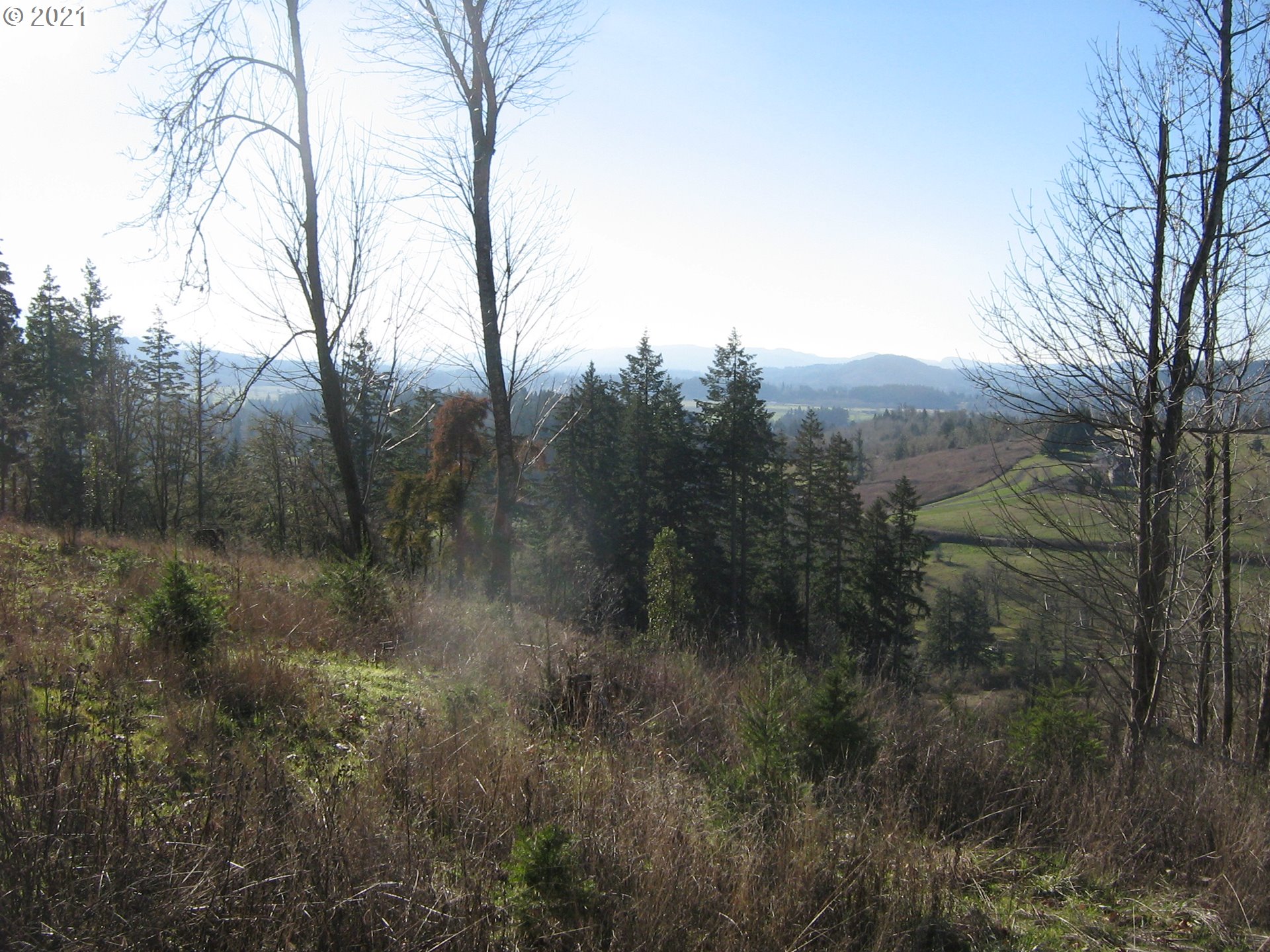 5 R R R.R. Baker Road Springfield, OR 97478 - Photo 22 of 29 a view of a forest with a yard