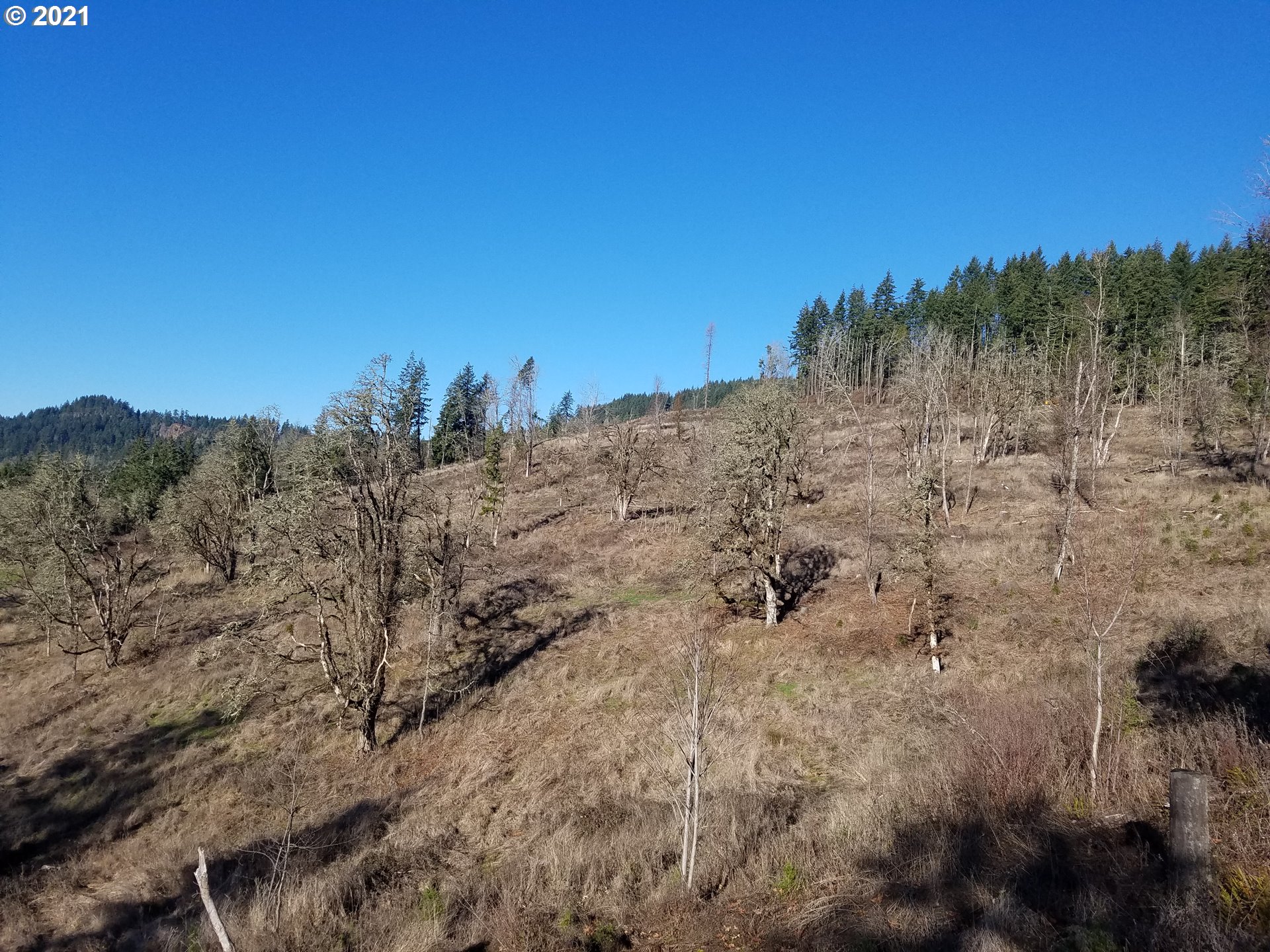 5 R R R.R. Baker Road Springfield, OR 97478 - Photo 4 of 29 a view of a dry yard with trees in the background