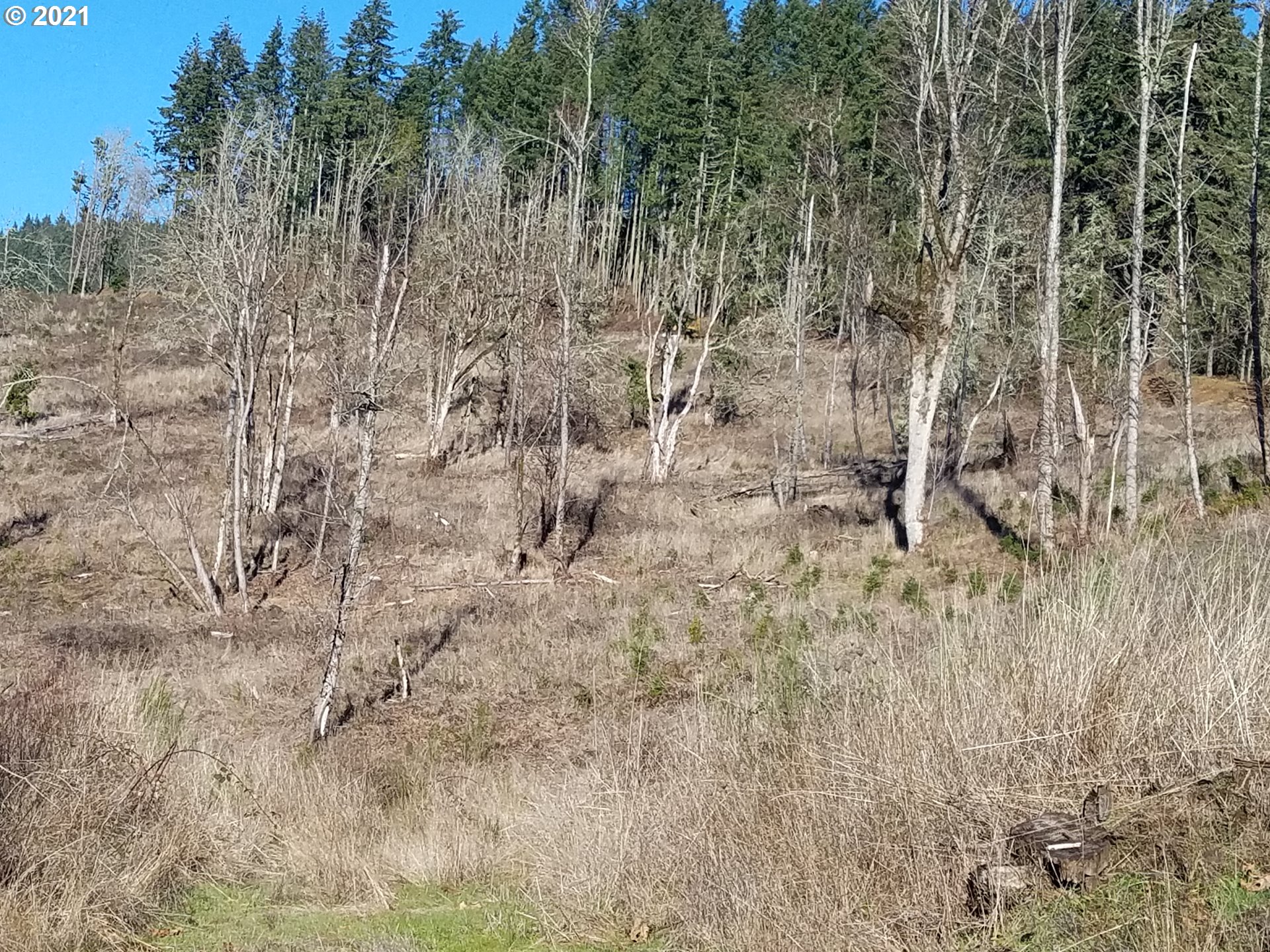 5 R R R.R. Baker Road Springfield, OR 97478 - Photo 7 of 29 a view of a yard with trees
