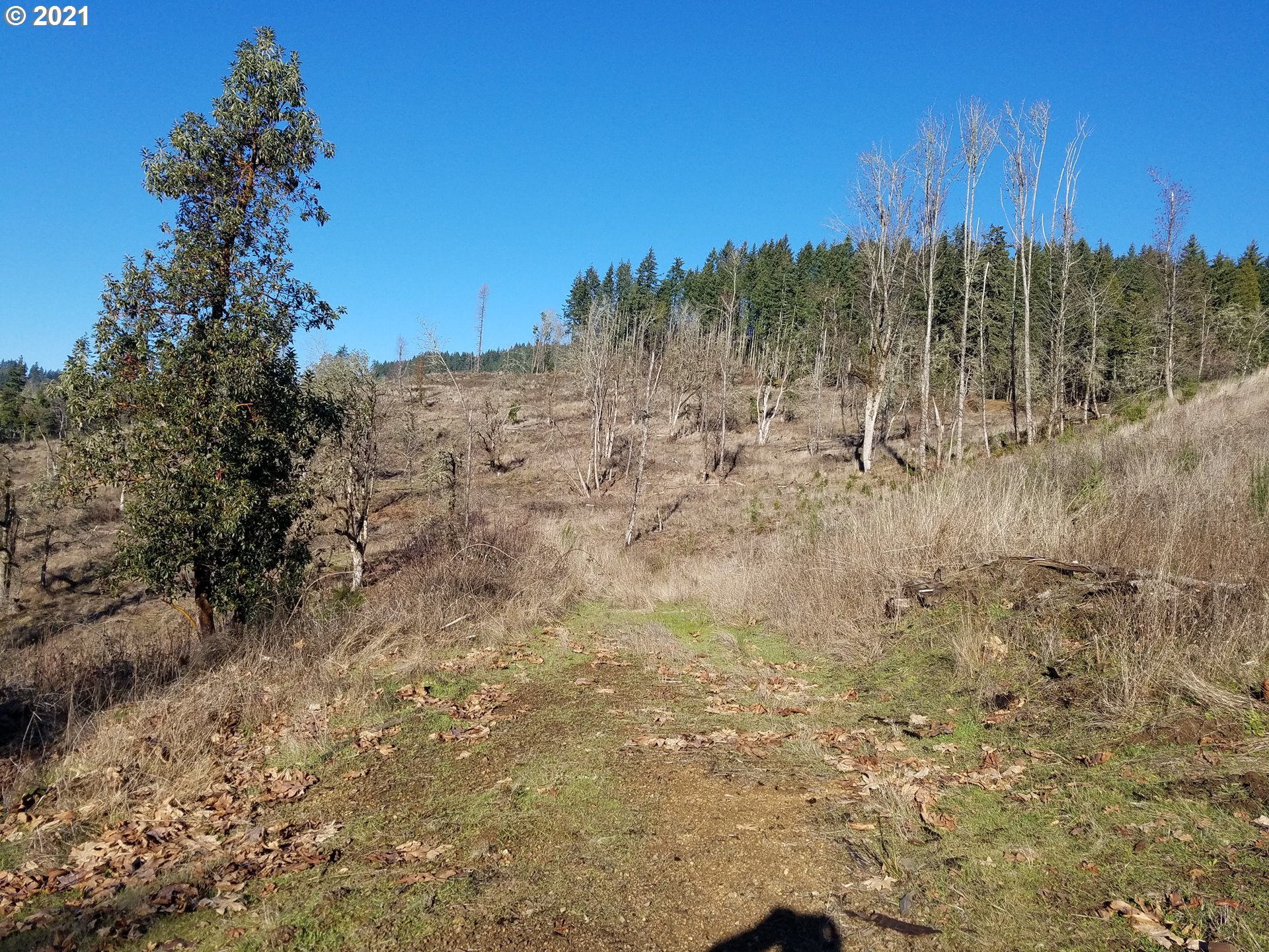 5 R R R.R. Baker Road Springfield, OR 97478 - Photo 8 of 29 a view of a yard with a tree in the background