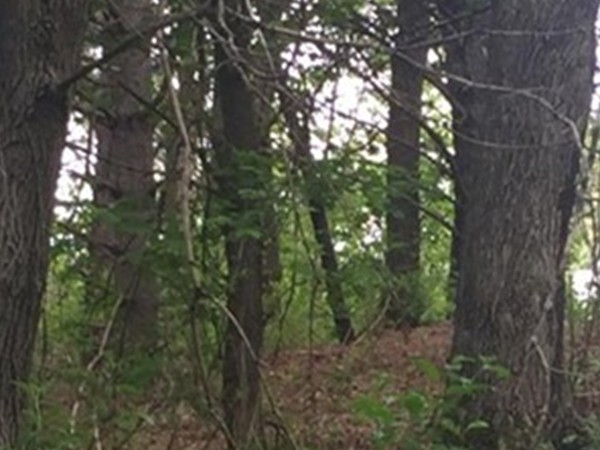 Lot 3 Barre Road Templeton, MA 01468 - Photo 1 of 1