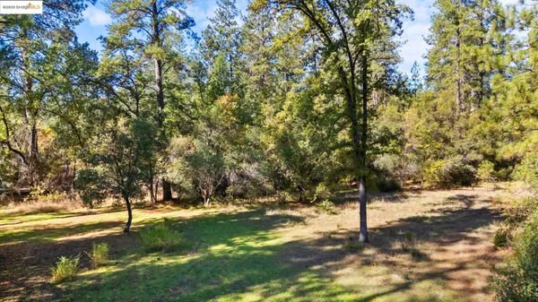a view of a tree with a yard