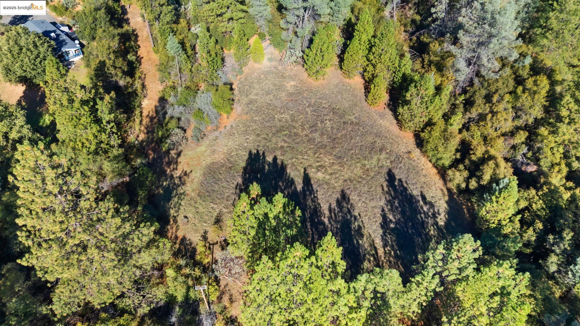 21870 Sawmill Flat Road Sonora, CA 95370 - Photo 3 of 18 a close up of a plant