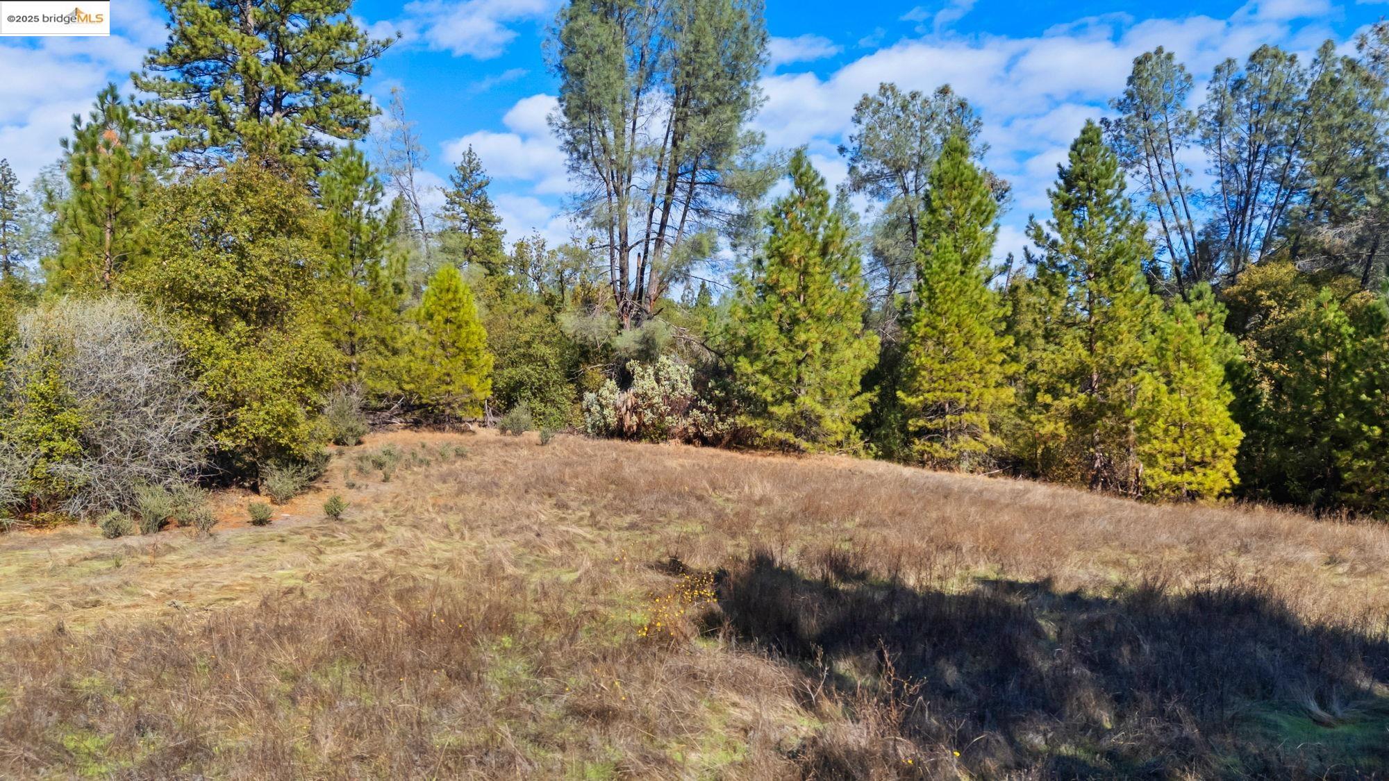 21870 Sawmill Flat Road Sonora, CA 95370 - Photo 9 of 18 a view of a yard with plants and trees