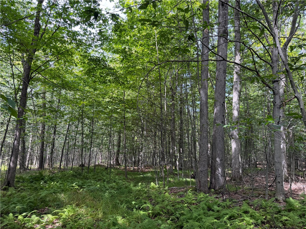Vl Barney Road North Fillmore, NY 14735 - Photo 18 of 50 Gallery Image 18