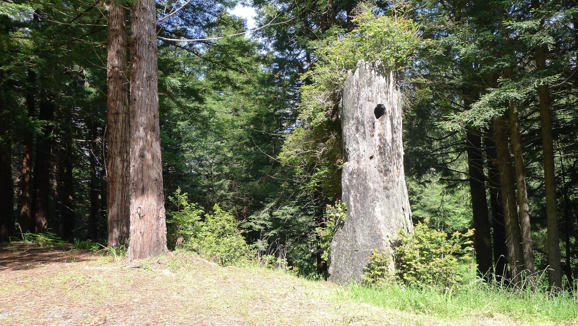 120 May Road Eureka, CA 95503 - Photo 17 of 22 Intersting tree feature