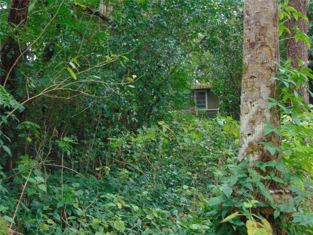 Fairway Avenue Eustis, FL 32726 - Photo 5 of 10 a view of a garden