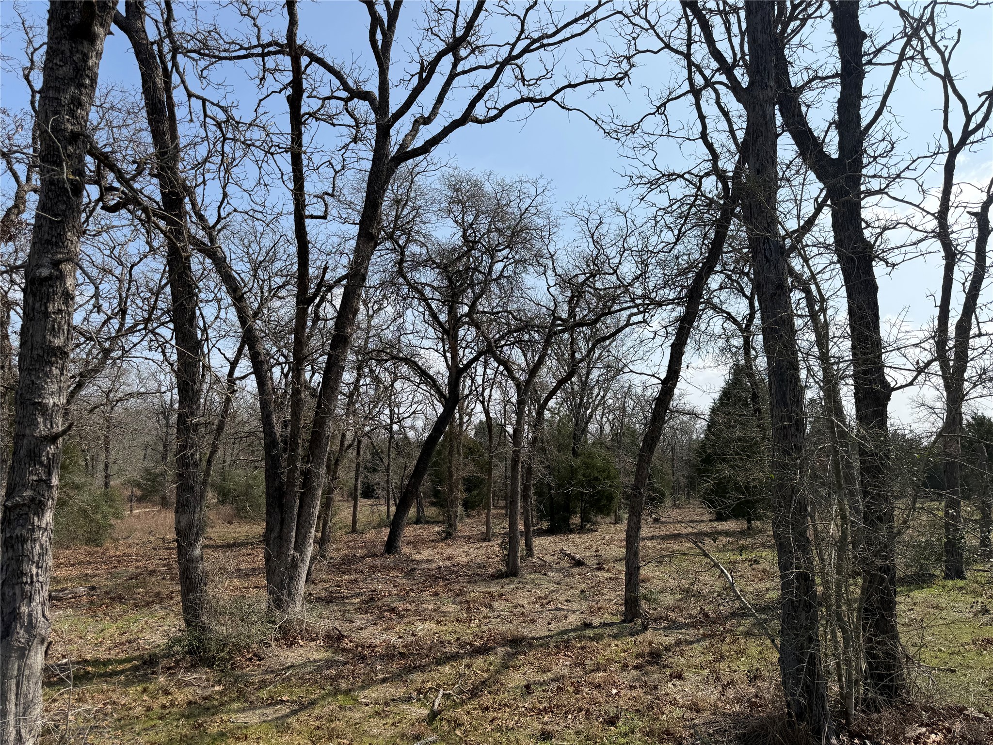 Tbd North County Line Road Elgin, TX 78621 - Photo 2 of 6 View of nature