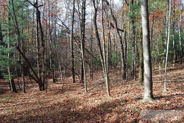 984 Camp Butler Road Glade Valley, NC 28627 - Photo 6 of 39 Gallery Image 6