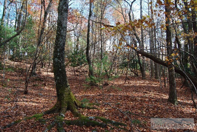 984 Camp Butler Road Glade Valley, NC 28627 - Photo 7 of 39 Gallery Image 7