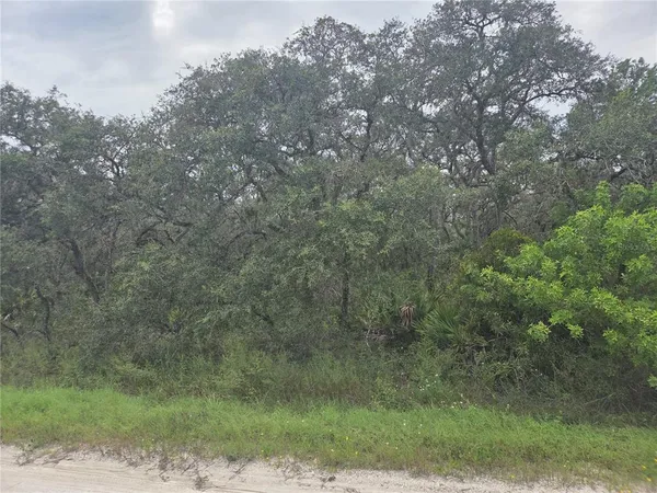 a view of a forest with lots of trees
