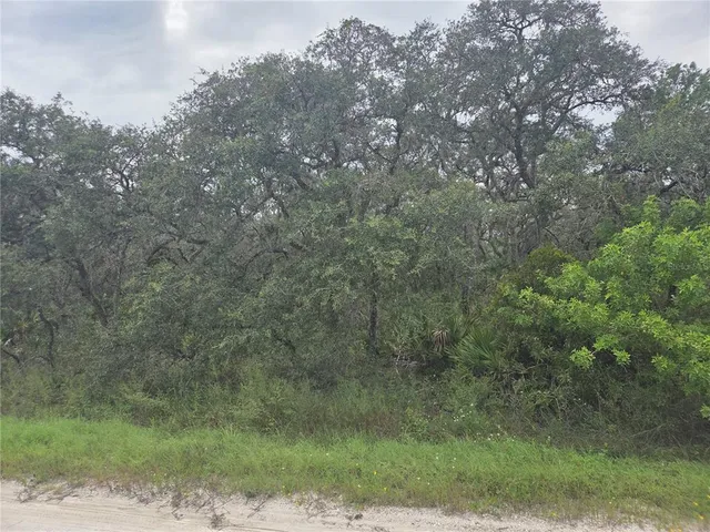 a view of a forest with lots of trees
