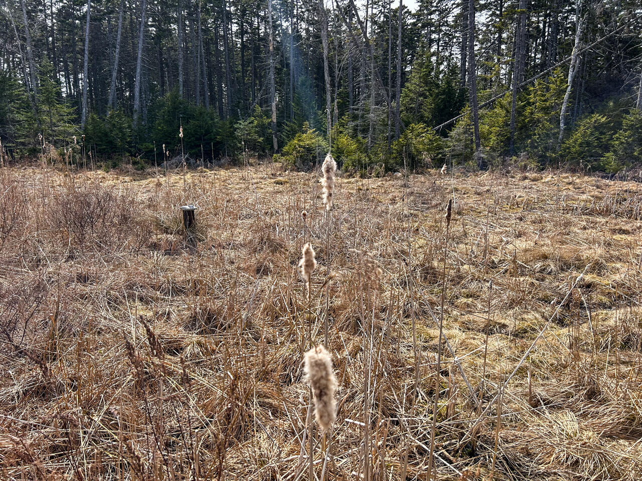 37 Yellow Head Road Bristol, ME 04554 - Photo 10 of 10 IMG_2366 adj