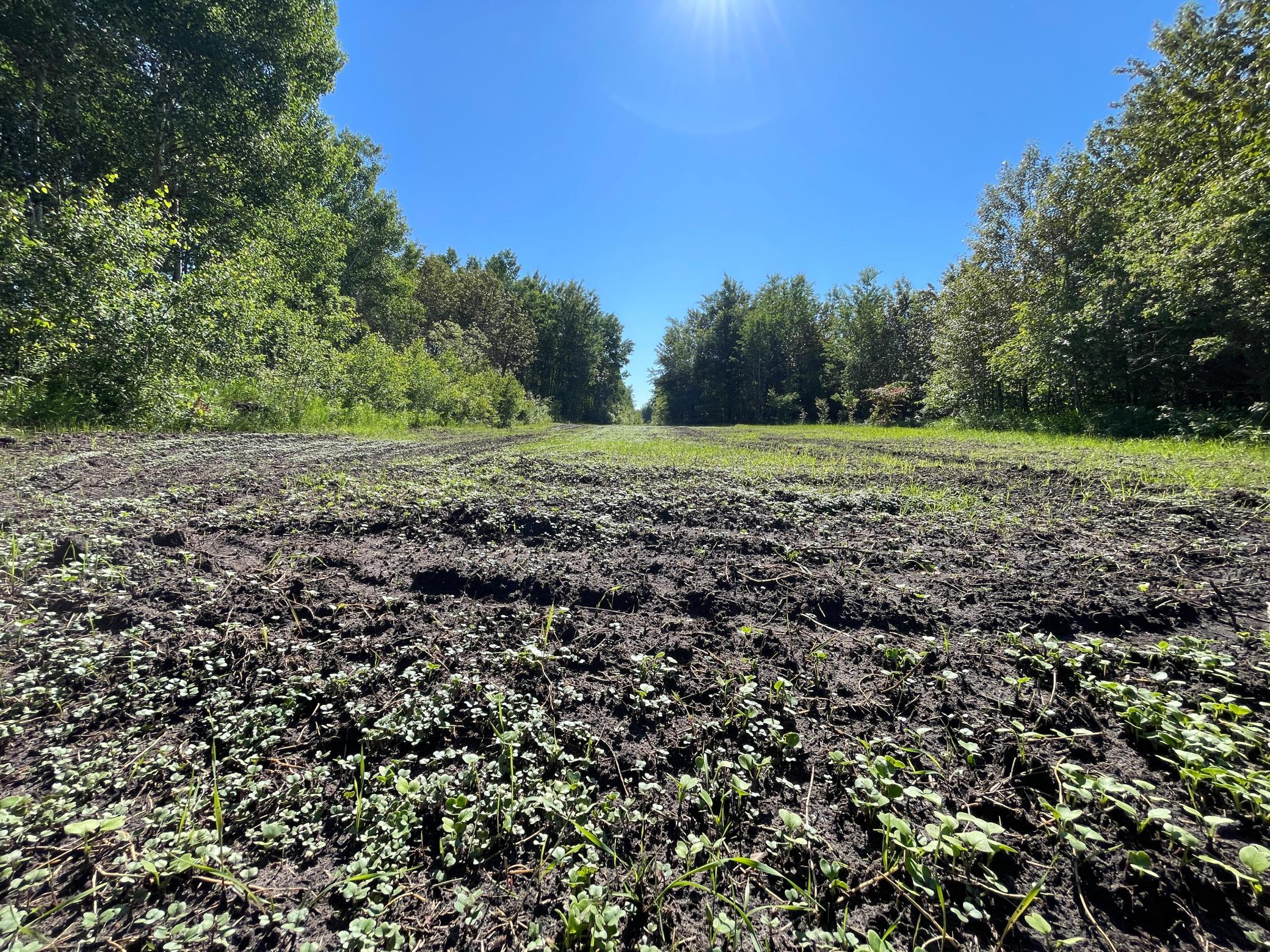 Tbd 440th Avenue Roseau, MN 56751 - Photo 34 of 80