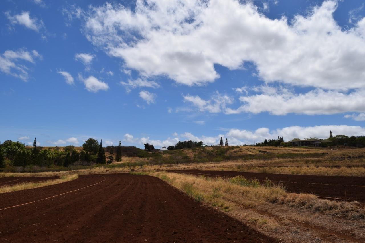 0 Omaopio Road Kula, HI 96790 - Photo 15 of 19
