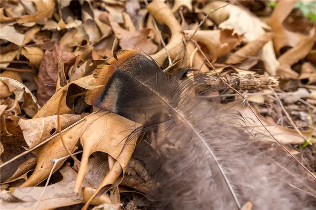 $279,000 | Highway N Highway, Humansville, MO 65674