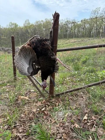 $279,000 | Highway N Highway, Humansville, MO 65674