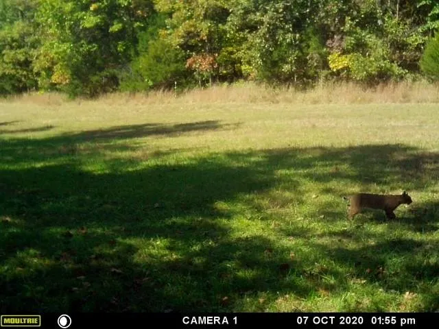 $279,000 | Highway N Highway, Humansville, MO 65674