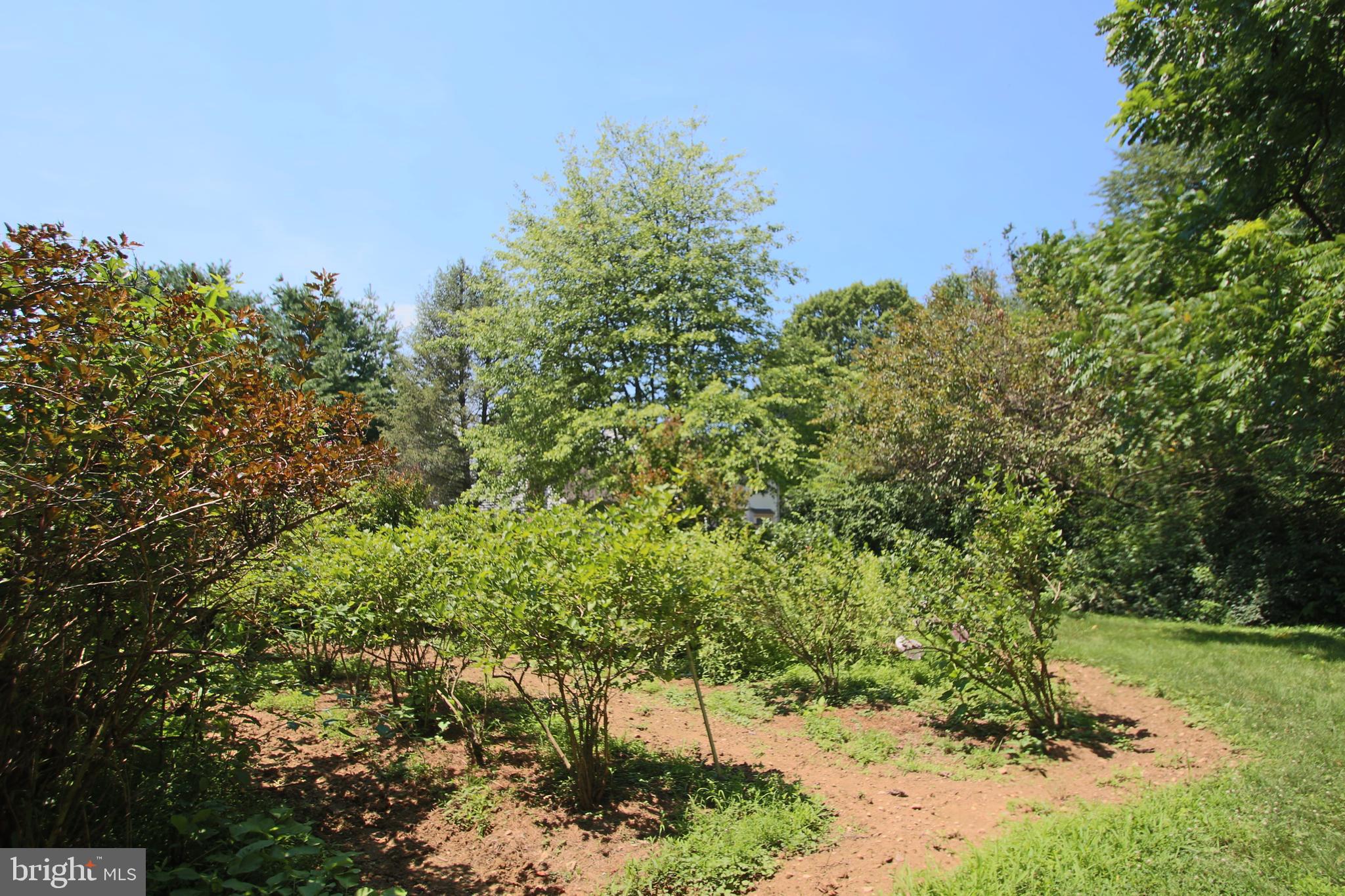 151 Ridgeview Drive Pottstown, PA 19465 - Photo 67 of 72 Blueberry bushes
