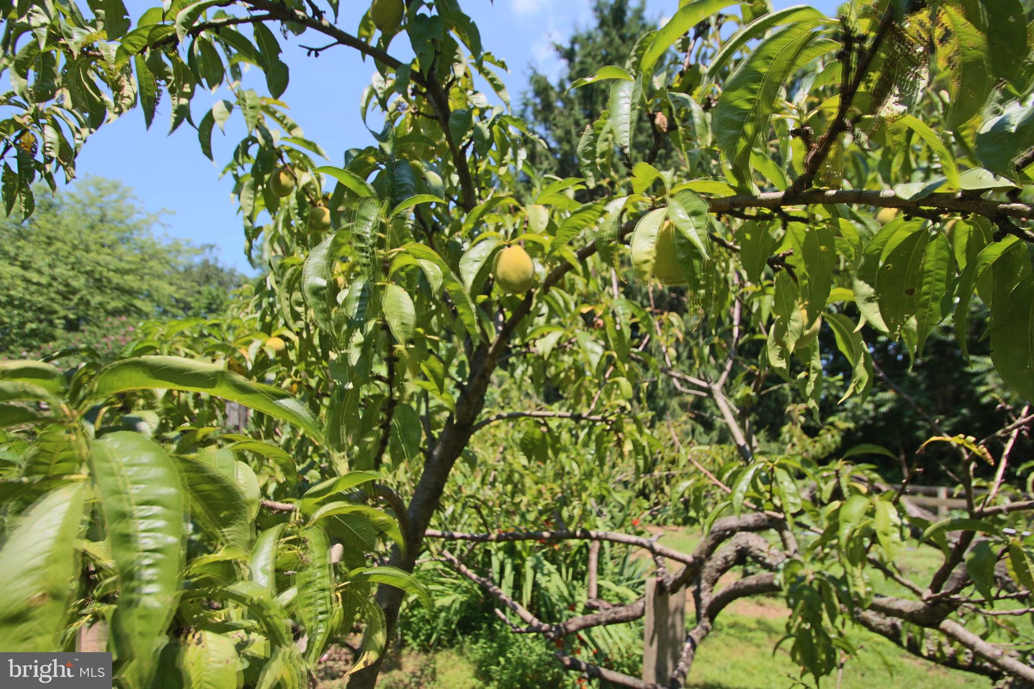 151 Ridgeview Drive Pottstown, PA 19465 - Photo 70 of 72 Mature fruit trees