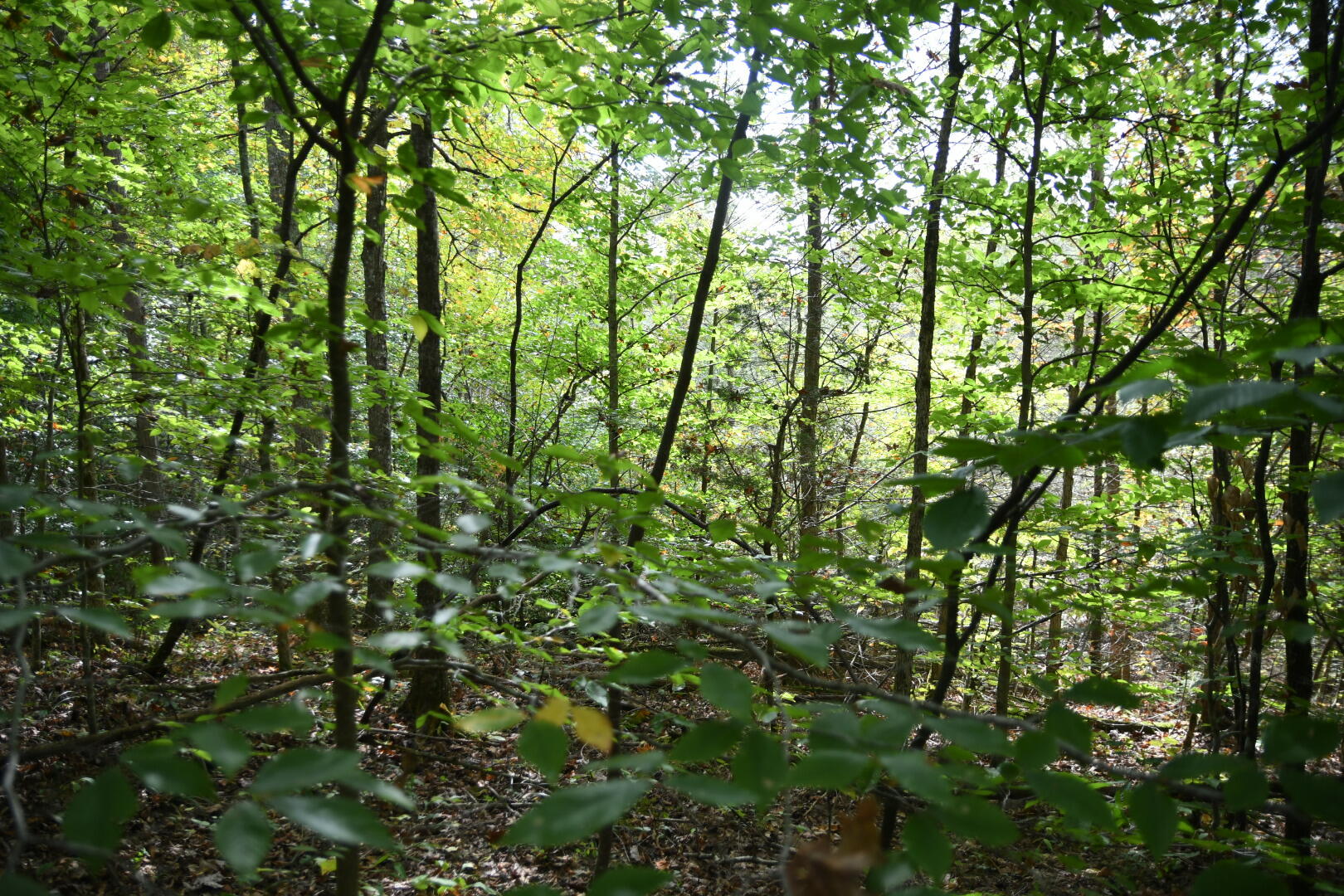 0 Van Hill Road Greeneville, TN 37745 - Photo 4 of 10 AF73F3F8-F6AF-4DE1-A668-C049EBC60DEA