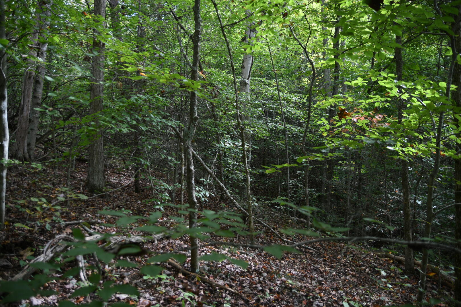 0 Van Hill Road Greeneville, TN 37745 - Photo 5 of 10 1C3DE52A-9079-4A5A-8151-E1B3CD01B0C9