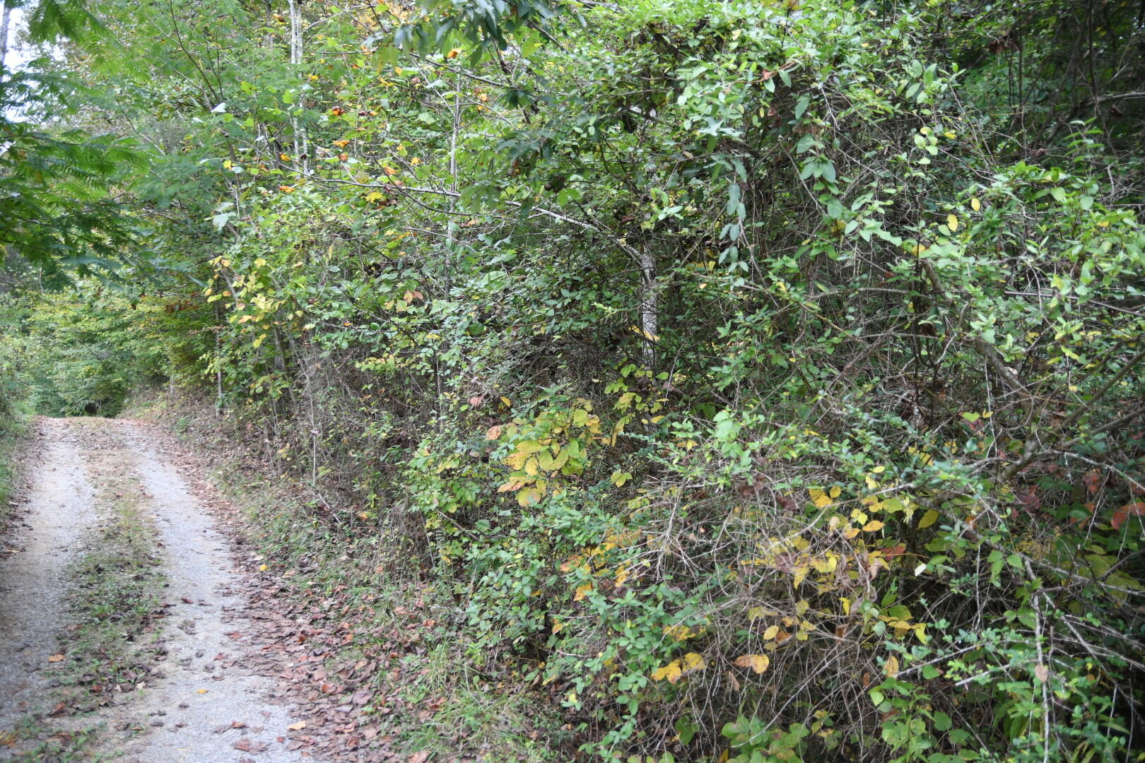 0 Van Hill Road Greeneville, TN 37745 - Photo 9 of 10 3B174604-09B6-46D6-B30F-E0ABA0EACD71