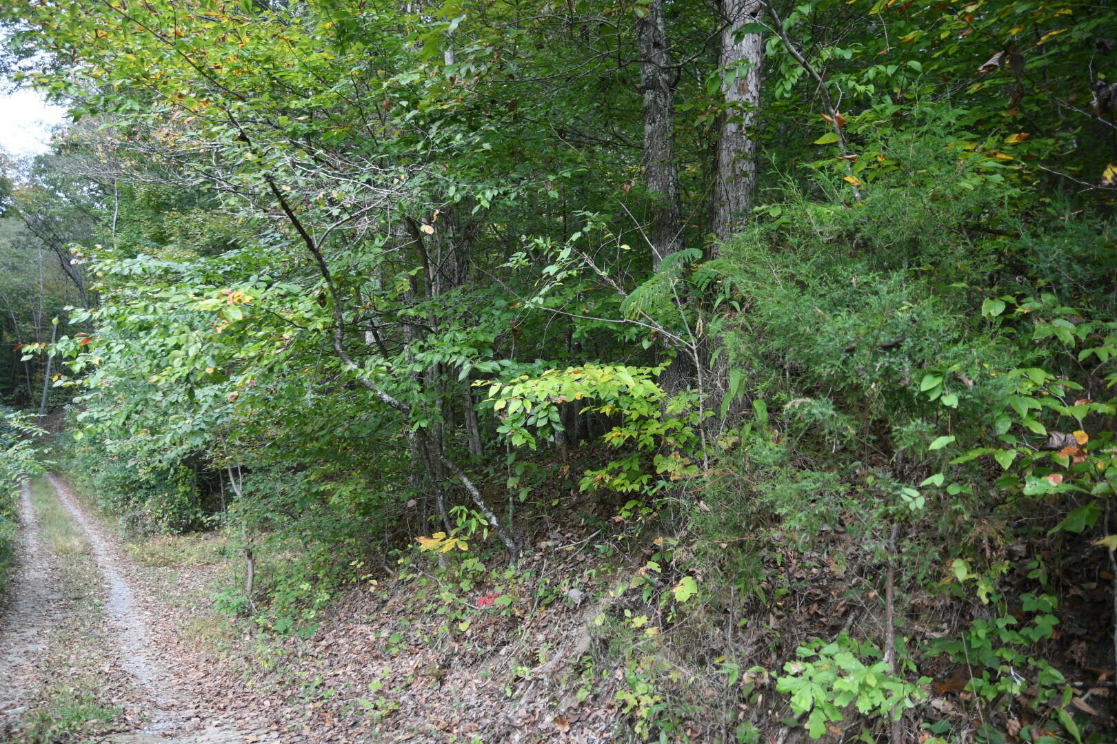 0 Van Hill Road Greeneville, TN 37745 - Photo 10 of 10 BD794083-D2A6-4490-81D0-B01163AC68D2