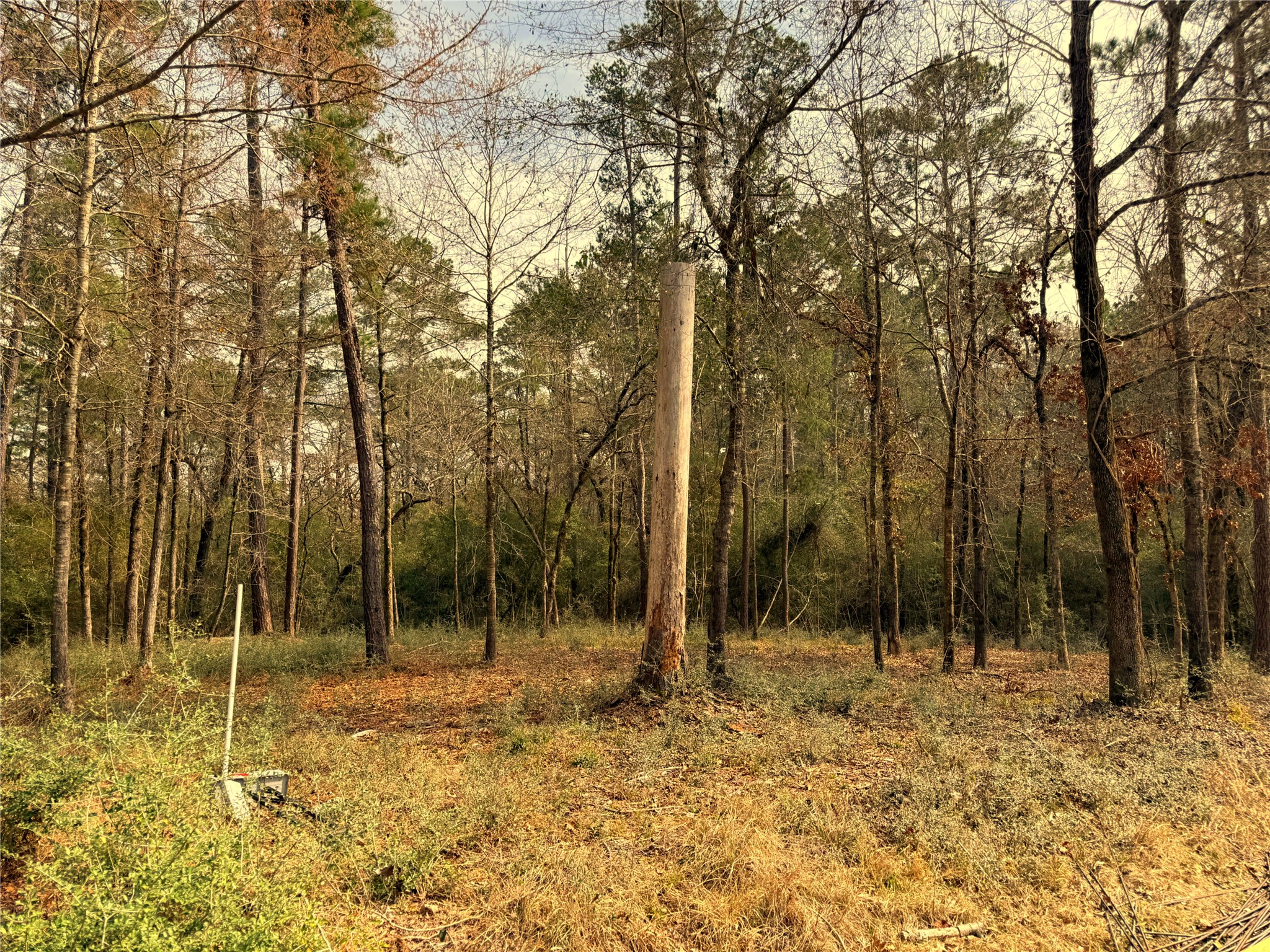 195 Walnut Circle Trinity, TX 75862 - Photo 1 of 6 a view of outdoor space with trees