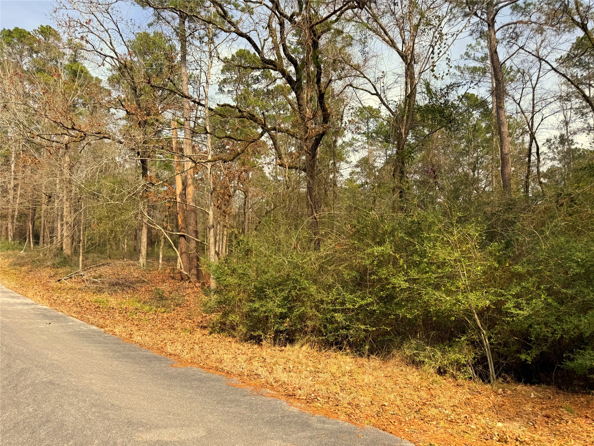 195 Walnut Circle Trinity, TX 75862 - Photo 2 of 6 a view of a yard with large trees