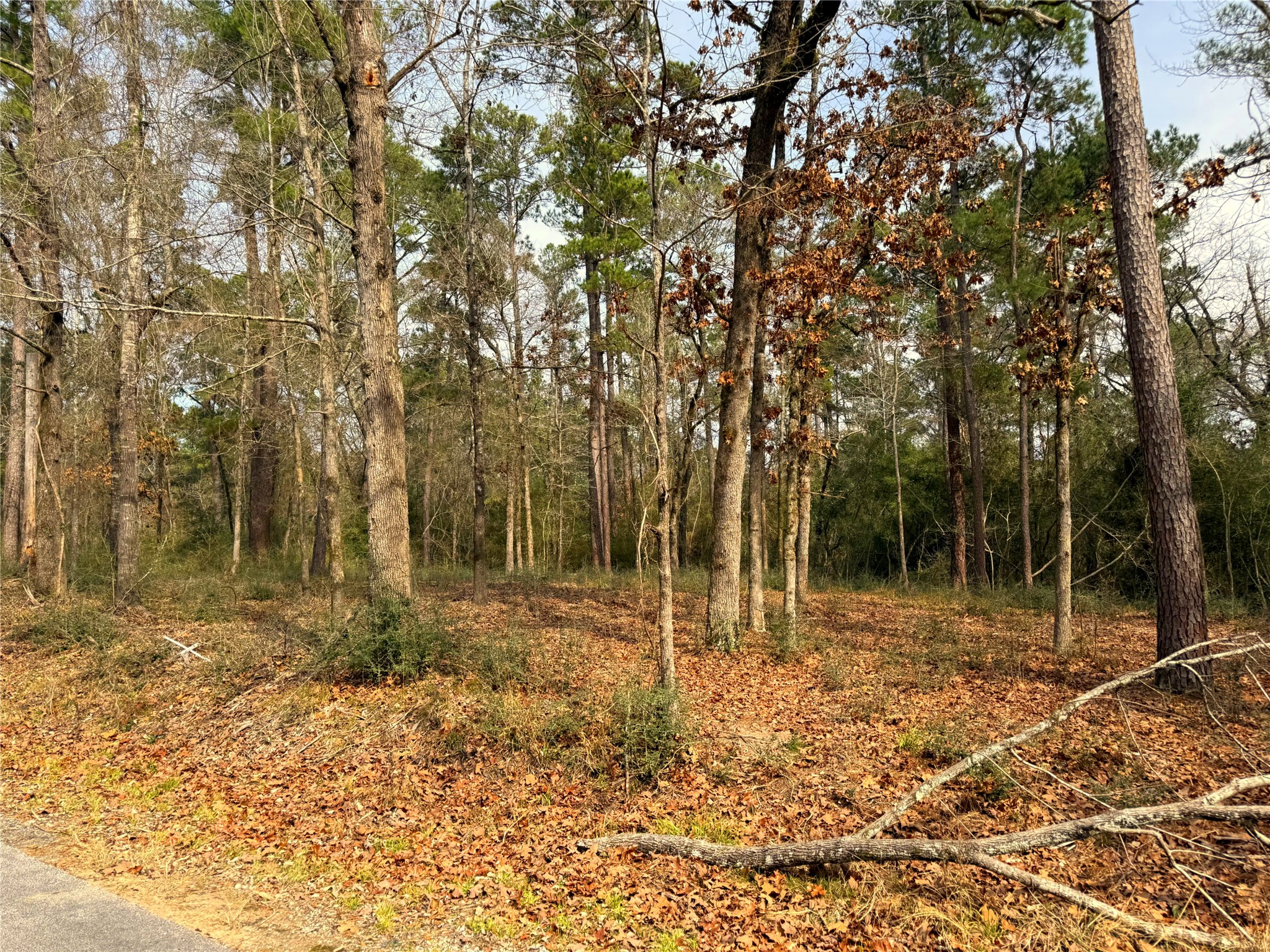 195 Walnut Circle Trinity, TX 75862 - Photo 3 of 6 a backyard of a house with lots of green space
