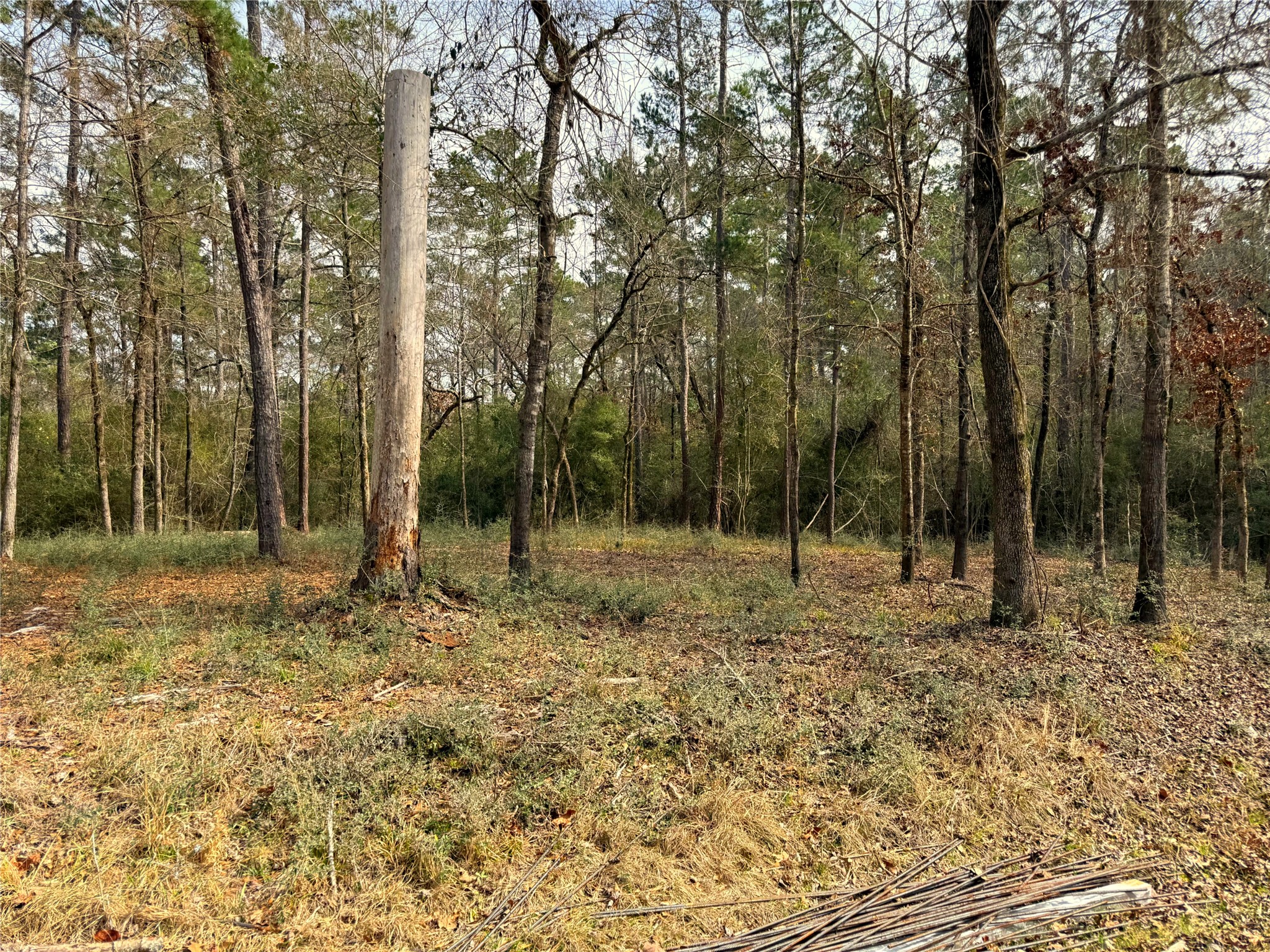 195 Walnut Circle Trinity, TX 75862 - Photo 4 of 6 a backyard of a house with lots of trees