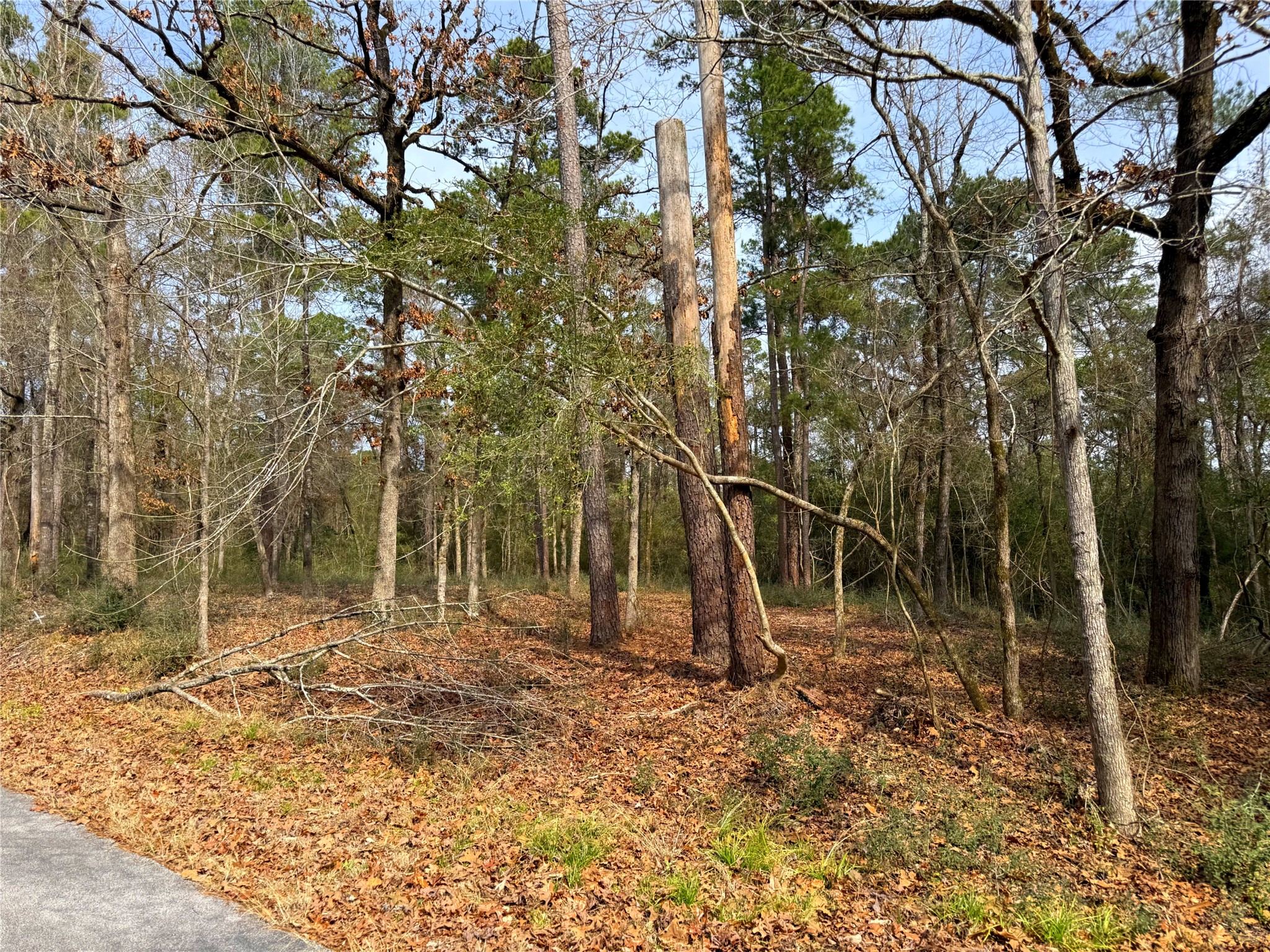195 Walnut Circle Trinity, TX 75862 - Photo 6 of 6 a backyard of a house with lots of trees