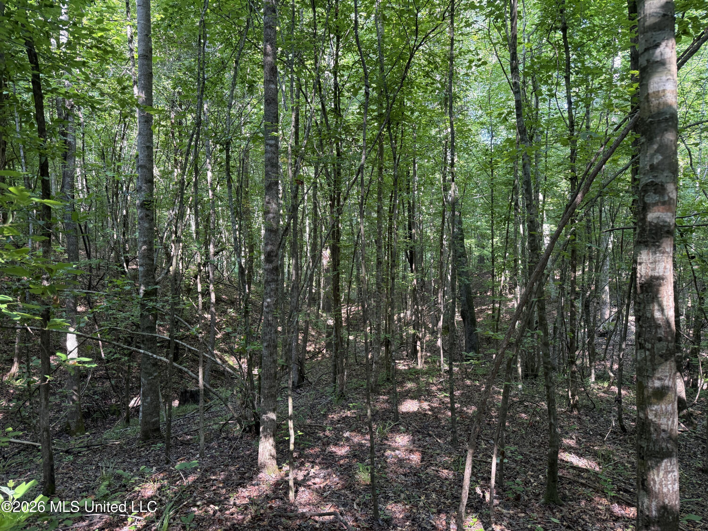 Monte Vista Road Eupora, MS 39744 - Photo 29 of 54 IMG_6382