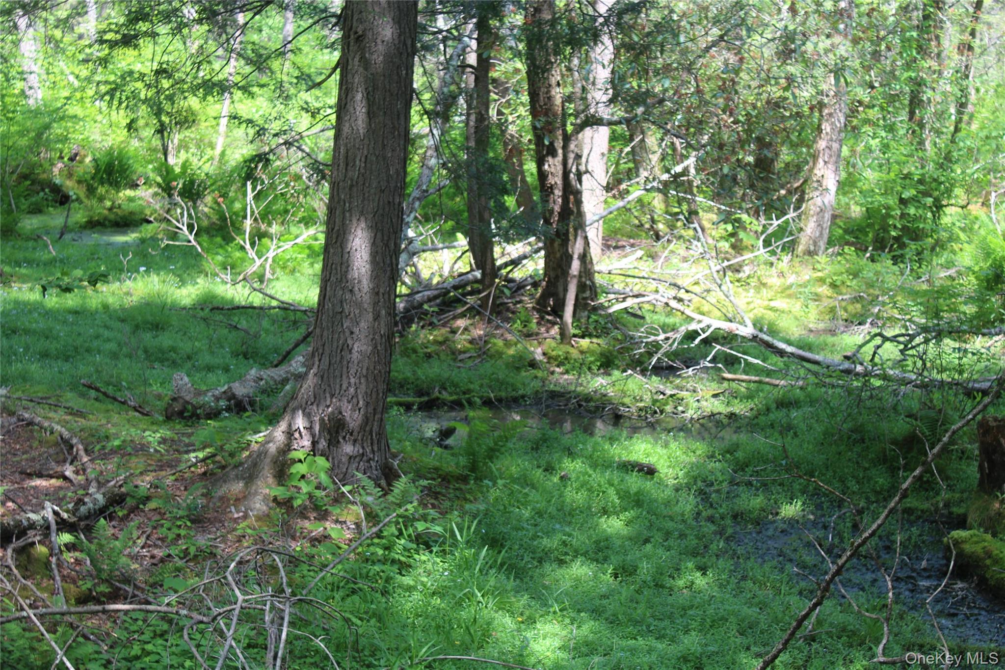 624 County Road Fremont Center, NY 12736 - Photo 25 of 40 Wooded property with mature trees and dense undergrowth