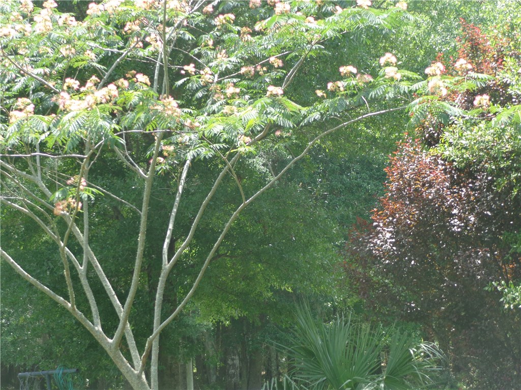 56002 Griffin Road Callahan, FL 32011 - Photo 4 of 10 a view of a plant in a garden