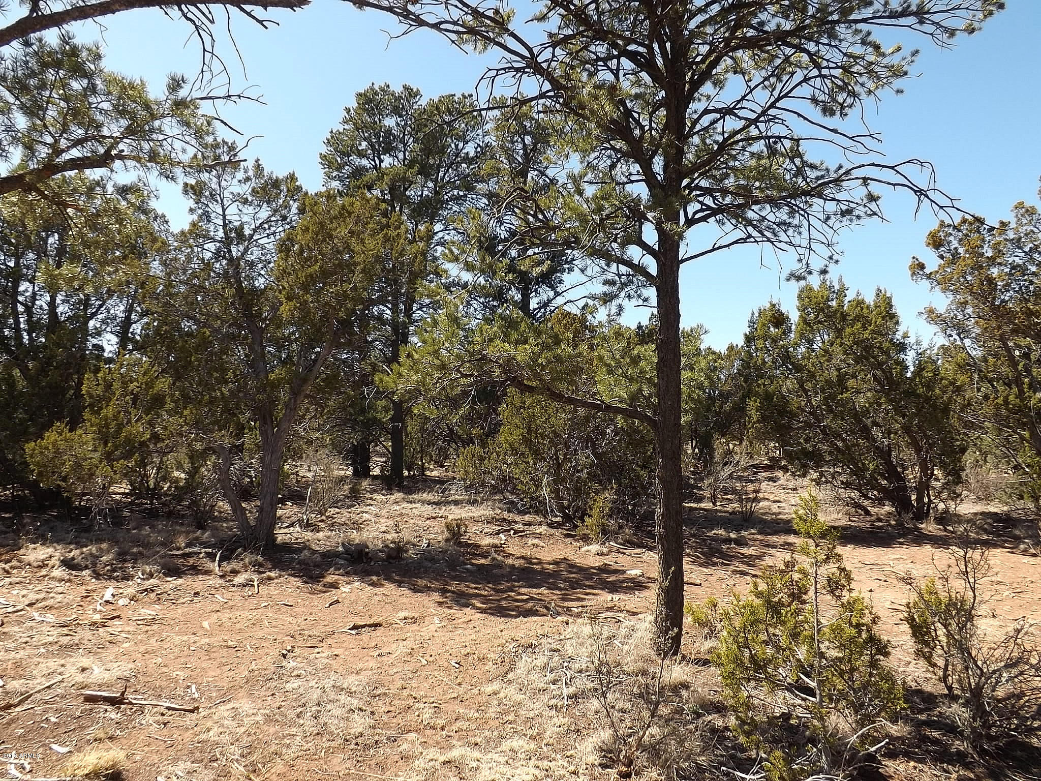 3323 Saw Mill Ridge Loop Heber, AZ 85928 - Photo 43 of 45 DSCF6060