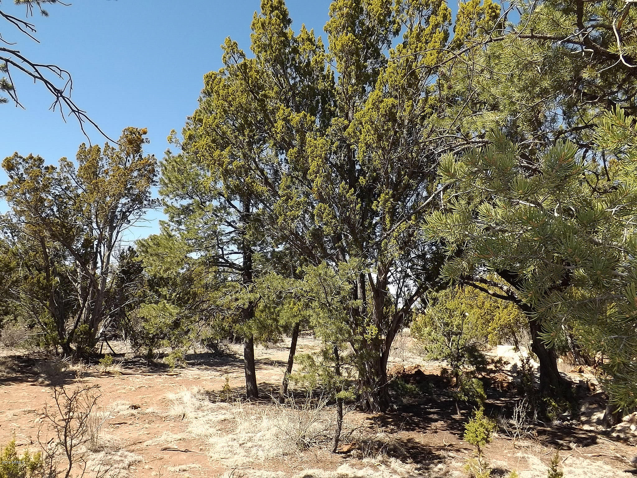 3323 Saw Mill Ridge Loop Heber, AZ 85928 - Photo 44 of 45 DSCF6061