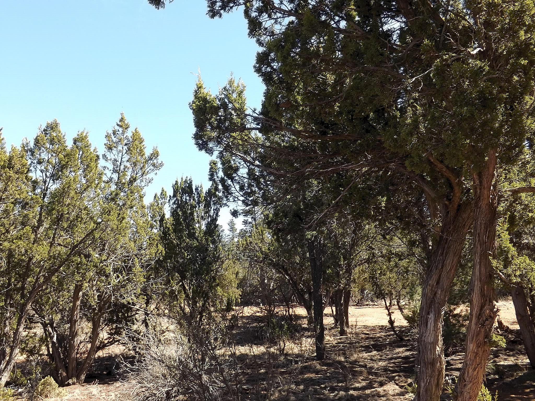 3323 Saw Mill Ridge Loop Heber, AZ 85928 - Photo 45 of 45 DSCF6063