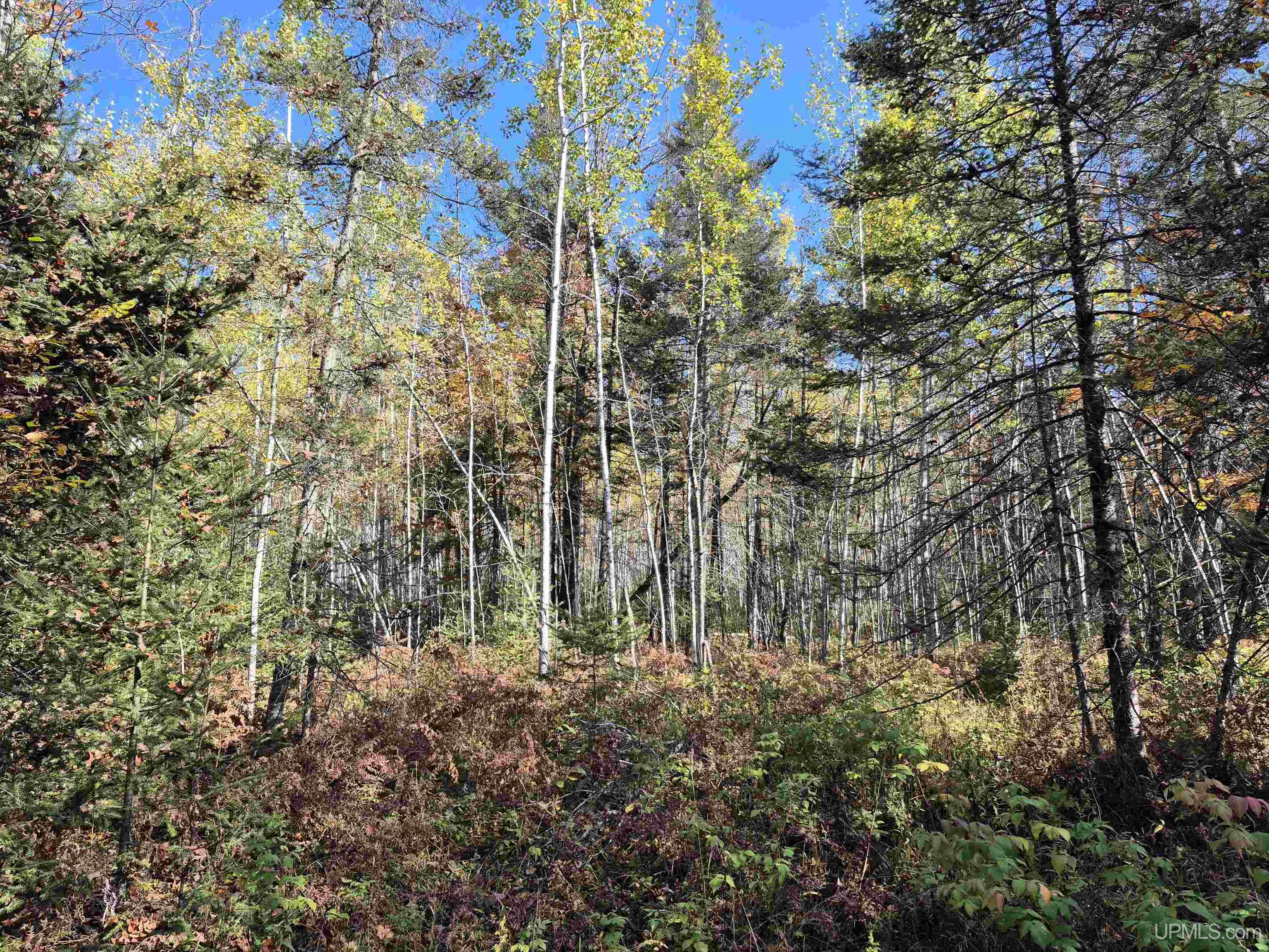 40-acres Mattson Road Felch, MI 49831 - Photo 13 of 45 Gallery Image 13